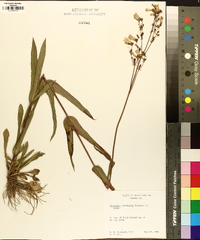 Penstemon laevigatus image