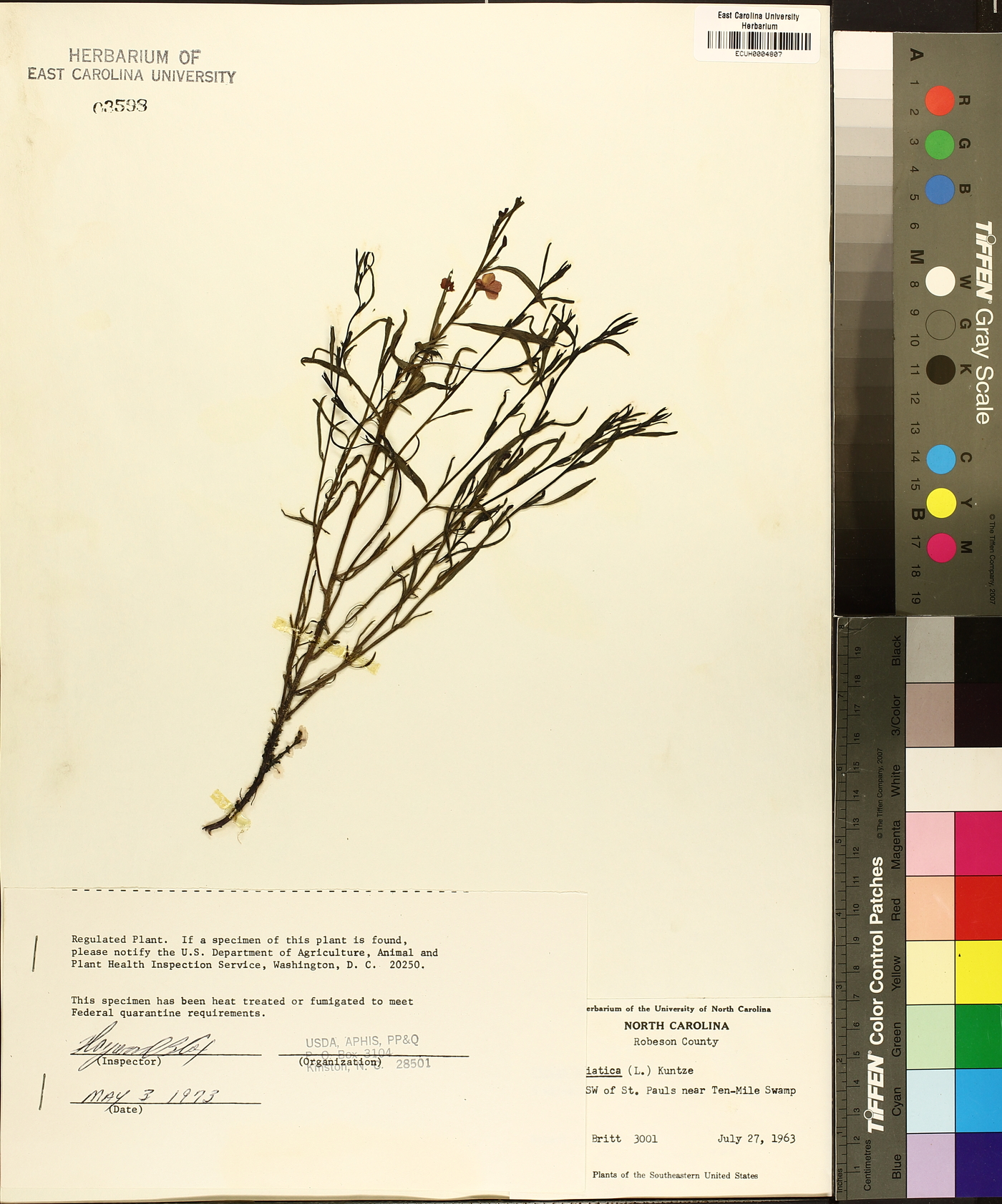 Striga asiatica image