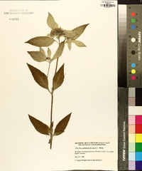 Pycnanthemum incanum image