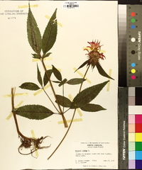 Monarda didyma image