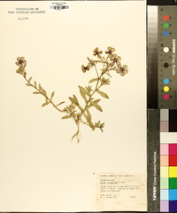 Phlox drummondii image