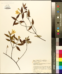 Gelsemium sempervirens image