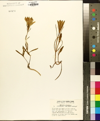 Gentiana autumnalis image