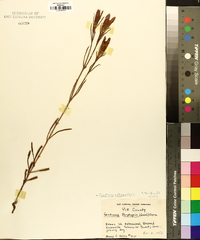 Gentiana autumnalis image