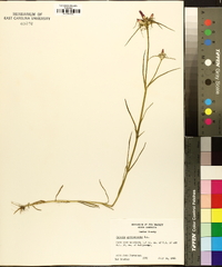 Sabatia gentianoides image