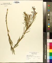 Amsonia ciliata image