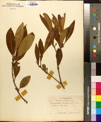 Osmanthus americana image