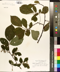 Styrax grandifolius image