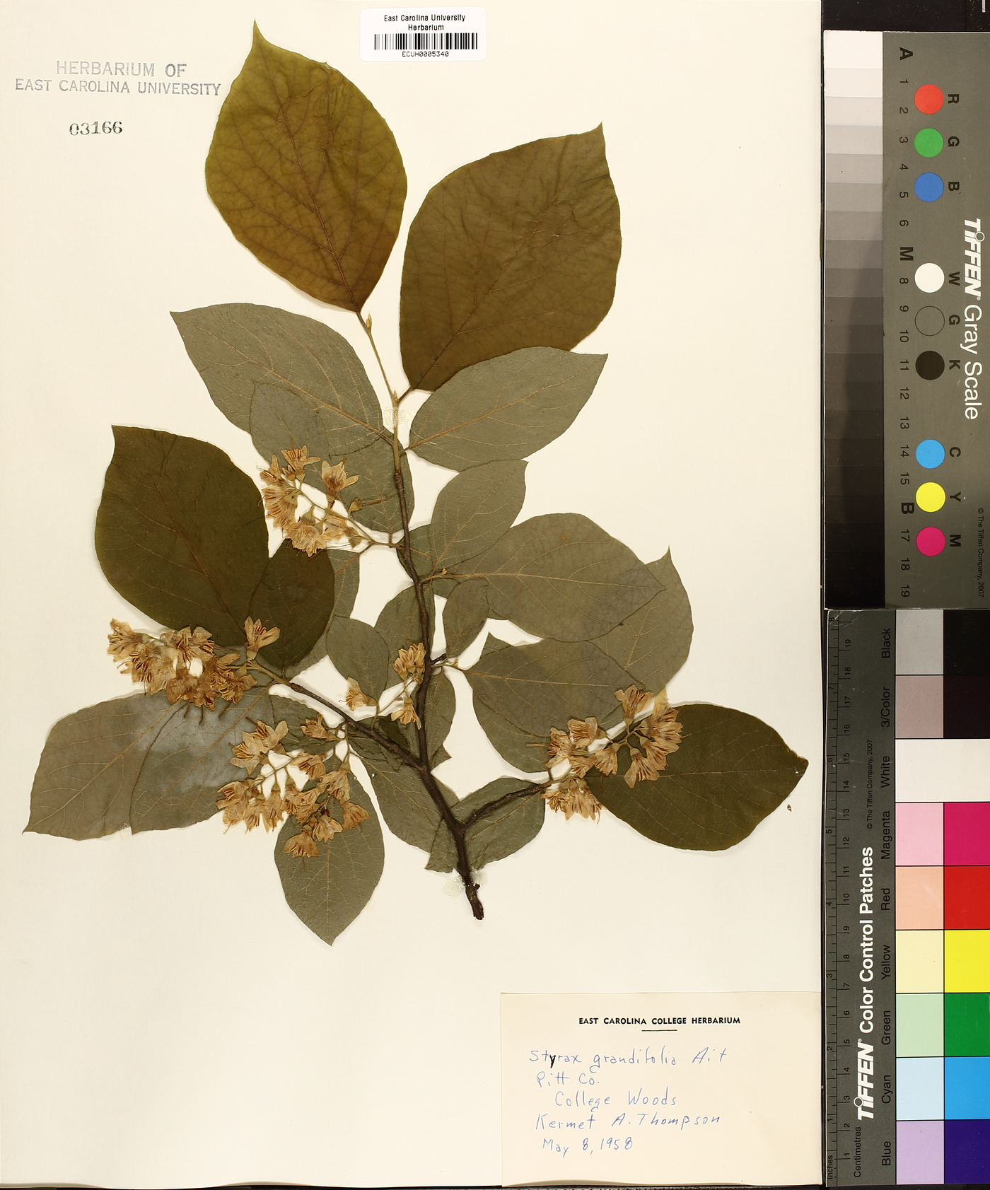 Styrax grandifolius image