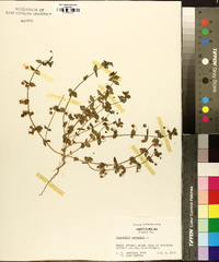 Lysimachia arvensis image