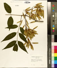 Fraxinus caroliniana image