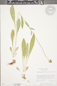 Marshallia grandiflora image