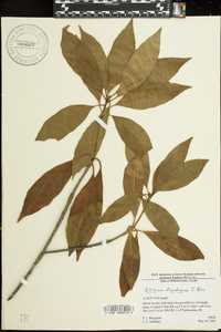 Illicium floridanum image