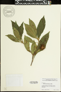 Illicium floridanum image