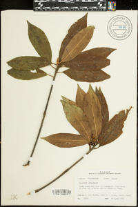 Illicium floridanum image