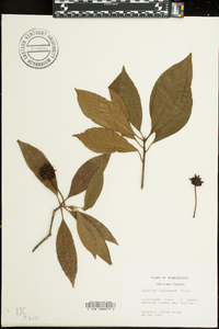 Illicium floridanum image