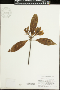 Illicium floridanum image