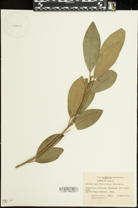 Illicium parviflorum image