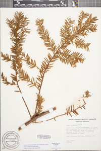 Taxus canadensis image