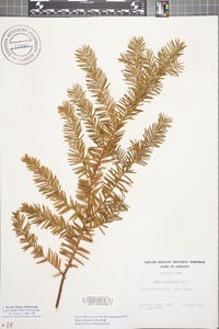 Taxus canadensis image