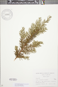 Taxus canadensis image