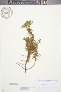 Taxus canadensis image