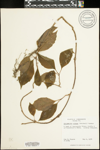 Schisandra glabra image