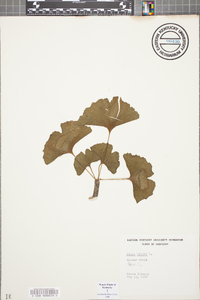 Ginkgo biloba image