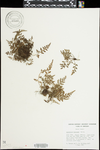 Asplenium montanum image