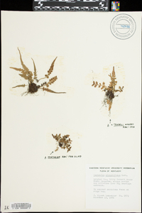 Asplenium pinnatifidum image