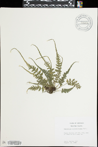 Asplenium pinnatifidum image