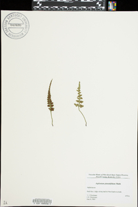 Asplenium pinnatifidum image