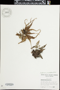 Asplenium pinnatifidum image