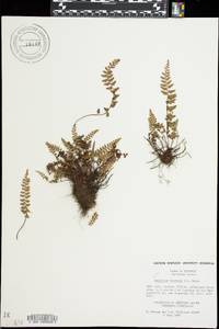 Asplenium bradleyi image