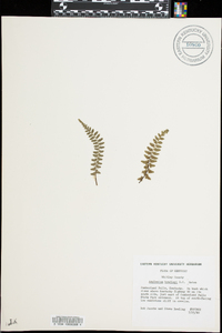 Asplenium bradleyi image