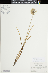 Allium cernuum image