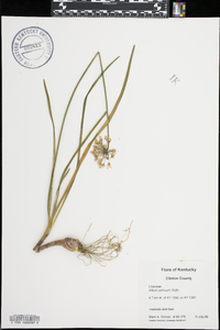 Allium cernuum image