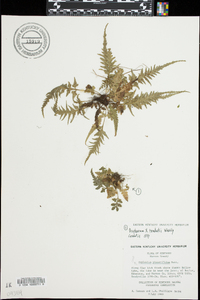 Asplenium x trudellii image