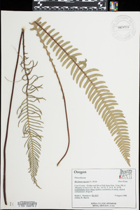 Blechnum spicant image