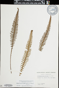 Blechnum spicant image