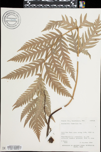 Woodwardia fimbriata image