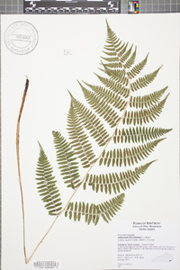 Athyrium filix-femina subsp. asplenioides image