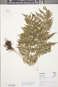 Dryopteris campyloptera image