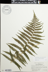 Deparia acrostichoides image