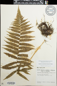 Deparia acrostichoides image