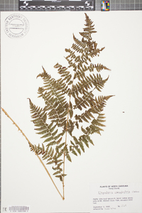 Dryopteris campyloptera image