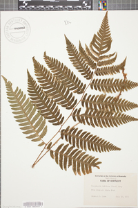 Dryopteris goldieana image