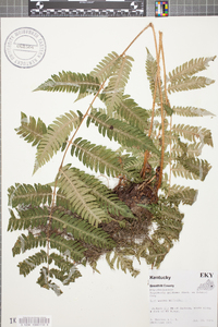 Dryopteris goldieana image