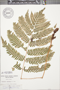 Dryopteris goldieana image