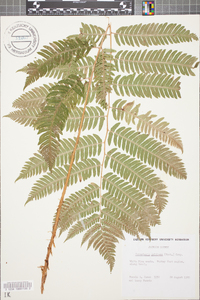 Dryopteris goldieana image